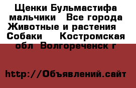 Щенки Бульмастифа мальчики - Все города Животные и растения » Собаки   . Костромская обл.,Волгореченск г.